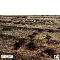 گونه ول حفار ترکمنی Northern Mole-Vole